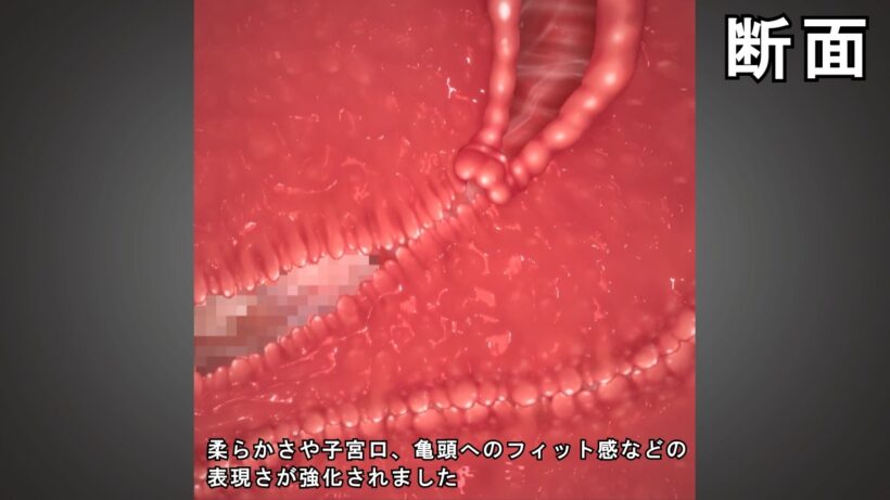 膣と直腸の柔らかさが伝わる断面図